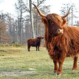 Schotse hooglanders van Judith Cool