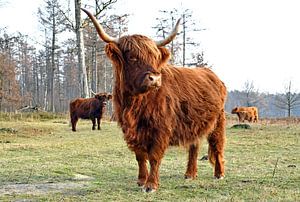 Highlanders écossais sur Judith Cool