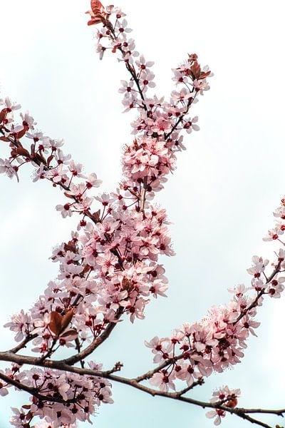 Frühlingsblüten von Steffen Gierok
