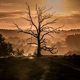 Sonnenaufgang eines toten Baumes... von Eric Hendriks