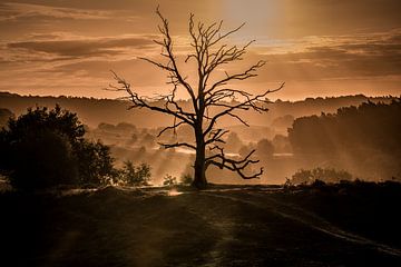 Sunrise of a dead tree.... van Eric Hendriks