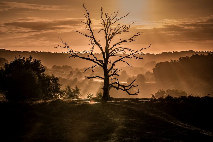 Sonnenaufgang eines toten Baumes... von Eric Hendriks