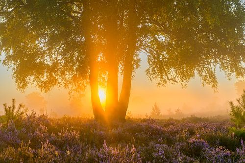 Lever de soleil sur un paysage de bruyère