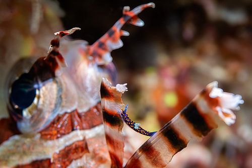 Coral devil @ Komodo, Indonesia
