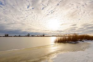 Gelbes Schilf in einer verschneiten Winterlandschaft an einem See