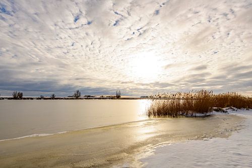 Riet in een besneeuwd winterlandschap aan een meer