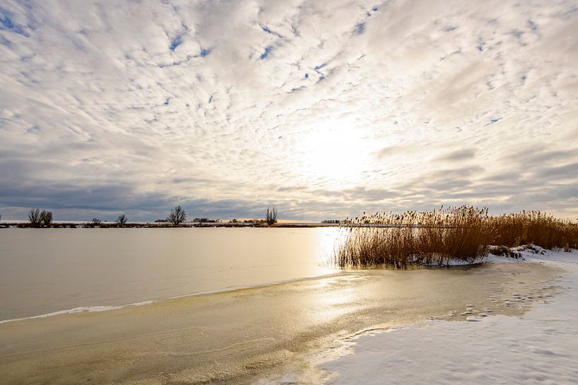 Yellow reed in a snowy winter landscape at a lake by Sjoerd van der Wal Photography