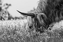 Schotse Hooglander van Debby de Graaff