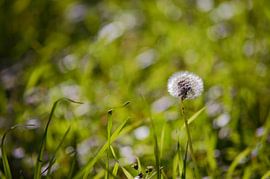 Löwenzahn auf einer Wiese von Carolina Reina Photography