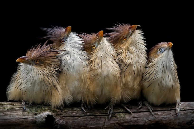 Guira Cuckoo by Heiko Lehmann