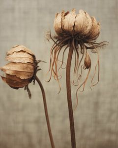 Still life with dried flowers by Carla Van Iersel