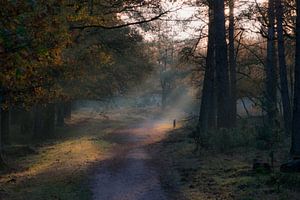 Mysteriöser Wald mit Nebel und Lichtstrahlen