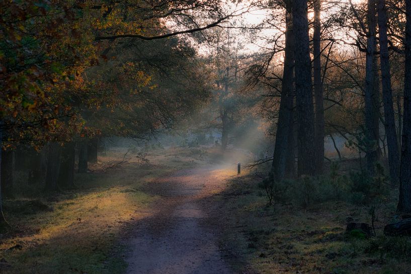 Mysterious Forest with fog and light beams by Patrick Verhoef