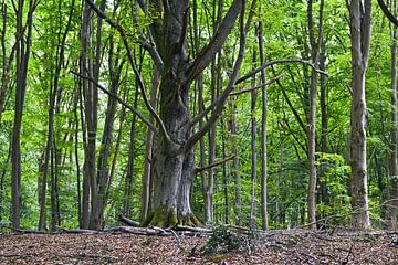 Zomerbeukenbos bij Werbellinsee in Joachimsthal van Silva Wischeropp