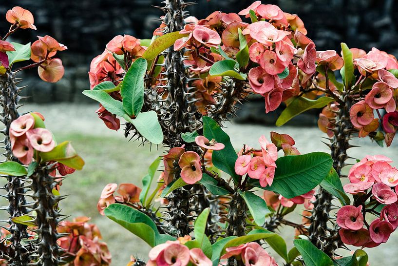 The prickly beauty of Javanese nature by Frank Photos