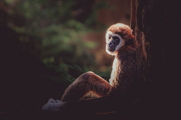 Un Ruban blanc dans la lumière du matin. sur Patrick Löbler