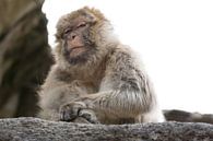 'On the top of the world' by Tanja Otten Fotografie thumbnail