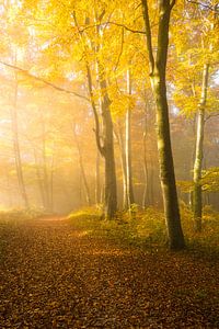 Goldener Herbst