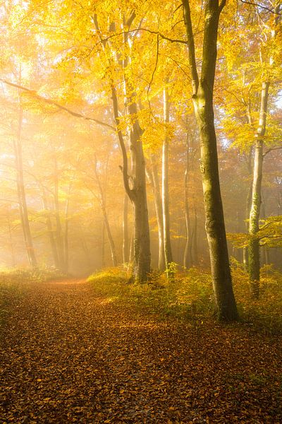 Goldener Herbst von Denis Feiner