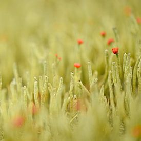 Red-billed moss (Cladonia) by Johanna Kool