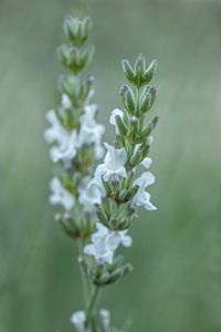 La Lavande blanche