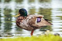 Close-up van een wilde eend op de oever van de vijver