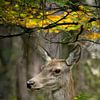 Hinde in de laatste dagen van de bronstijd – Veluwezoom van Saranda in t Veld Fotografie