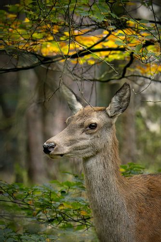 Deer in the last days of the Bronze Age - Veluwezoom by Saranda in t Veld Fotografie