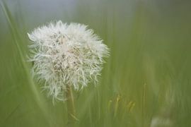 Löwenzahn von GeFo @photo