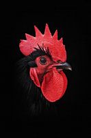 Rooster (Australorp)