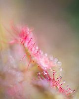 Poignée fragile | Sundew rose