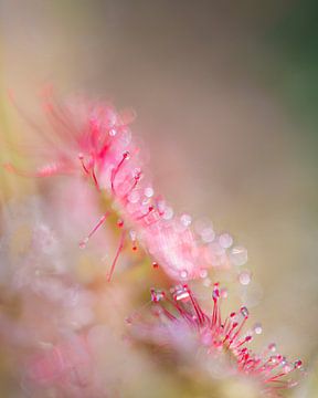 Fragiele greep | Zonnedauw Roze van Nanda Bussers