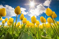 Vrolijke tulpen