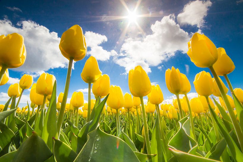 Vrolijke tulpen by Bertrik Hakvoort