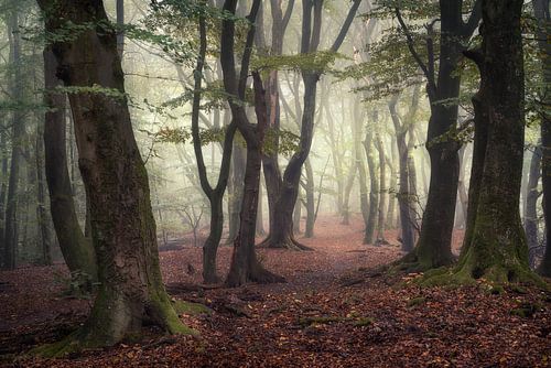 Perdu entre les hêtres dans la brume automnale sur Edwin Mooijaart