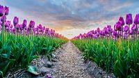 ondergaande zon boven de tulpenvelden 04 van Arjen Schippers thumbnail