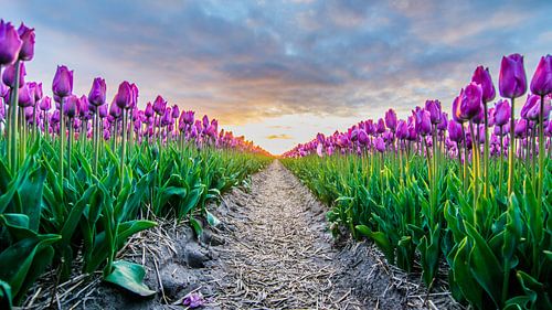 ondergaande zon boven de tulpenvelden 04