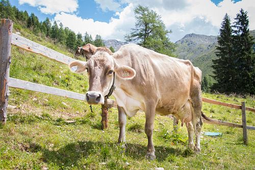 Koeien van Tirol, Oostenrijk.