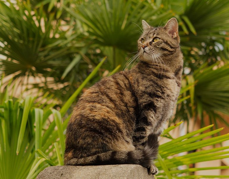 A cute cat sits in front of plants in Jena by Wolfgang Unger