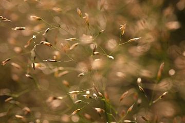 Delicate grassen