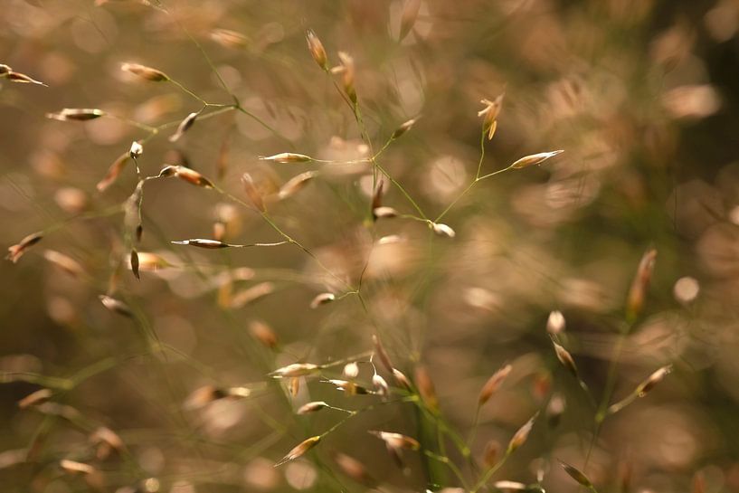 Delicate grasses by Thomas Jäger