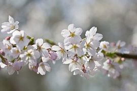 Frühlingsblüte von Teuni's Dreams of Reality