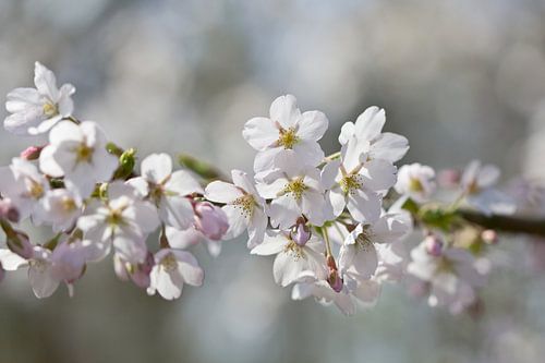 Fleur de printemps sur Teuni's Dreams of Reality
