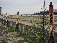 Wilde bloemen langs Scheldekaaien, Antwerpen