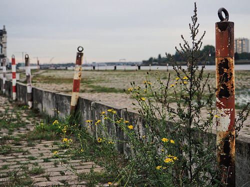 Wilde bloemen langs Scheldekaaien, Antwerpen