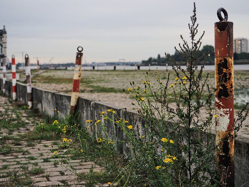 Wilde bloemen langs Scheldekaaien, Antwerpen par Marc Pennartz