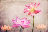 Lotus von AD DESIGN Photo & PhotoArt Miniaturansicht
