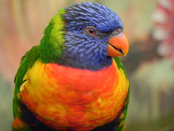 Vogel Lori papegaai