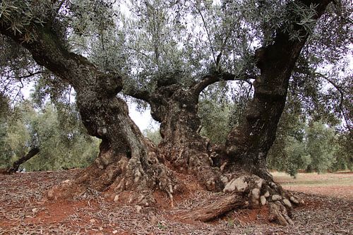 La trinité dans une oliveraie