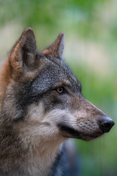 Wolf portret van Paul Schuurman